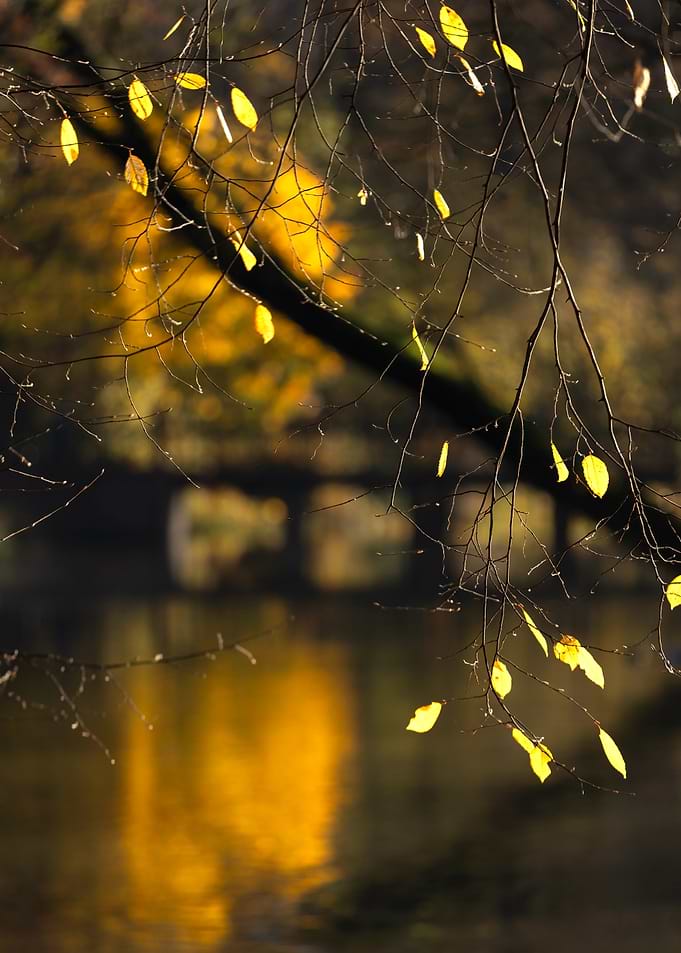 Autumn Leaves and Water Reflection
