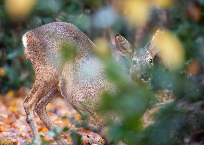 Deer in Autumn Forest