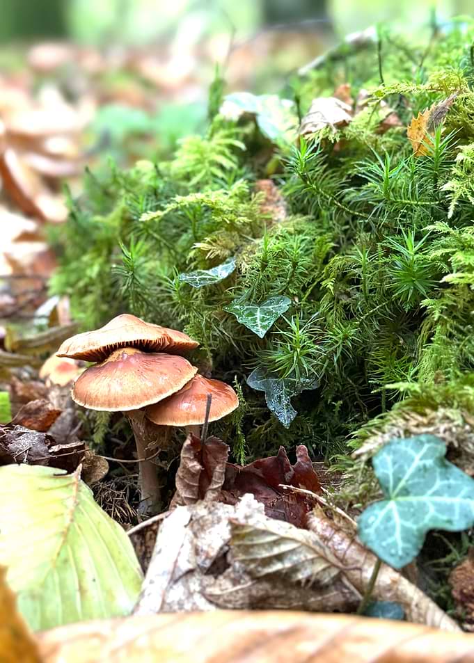 Mushrooms and Moss in Forest