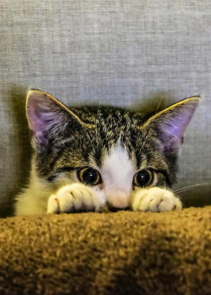 Peeking Kitten Portrait