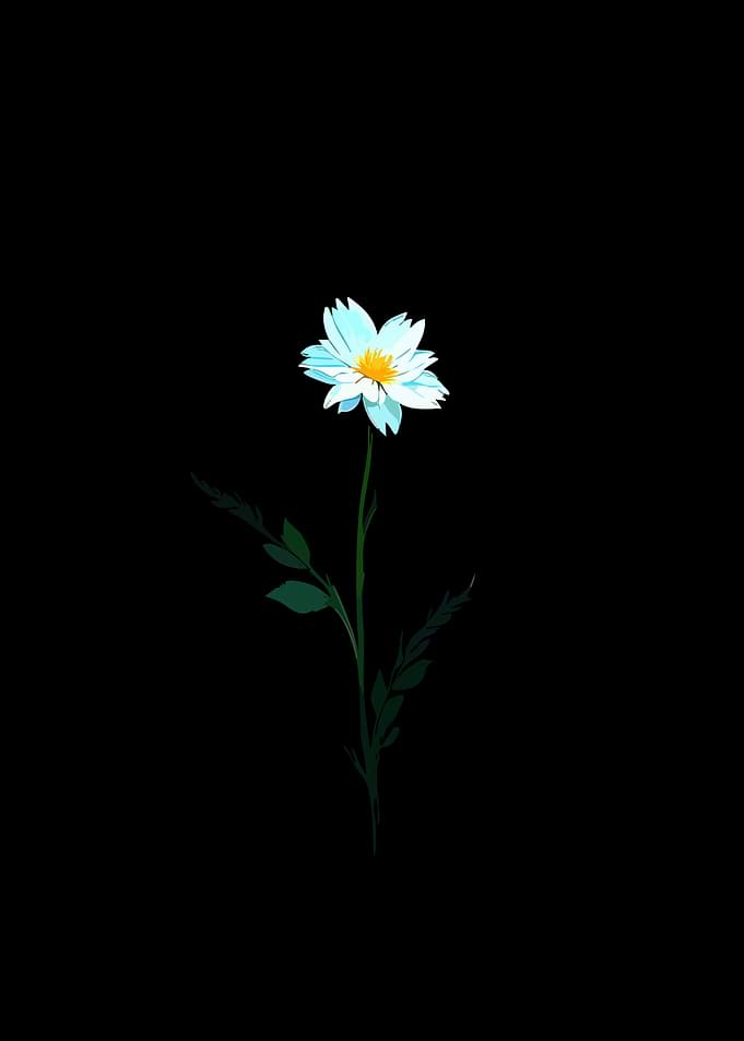 Single White Flower on Black Background