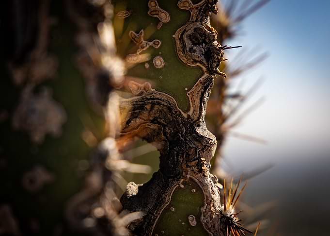 Ode to The Saguaro Cactus