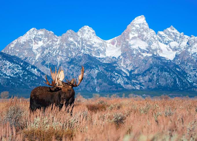 Moose in Field with Mountains