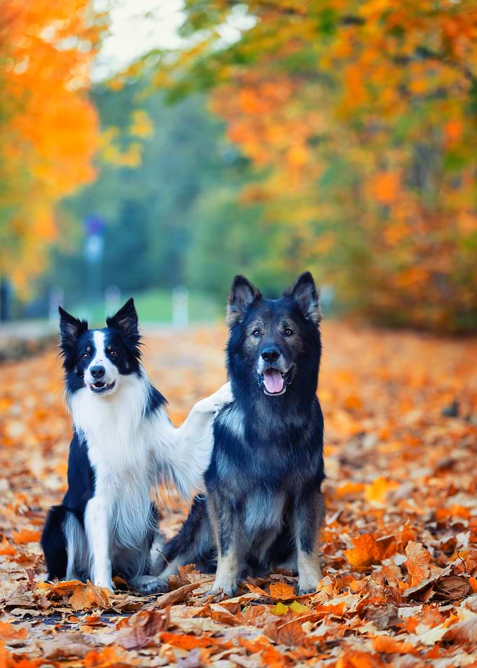 Two purebred dogs in autumn leaves