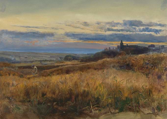Cornfield at sunset