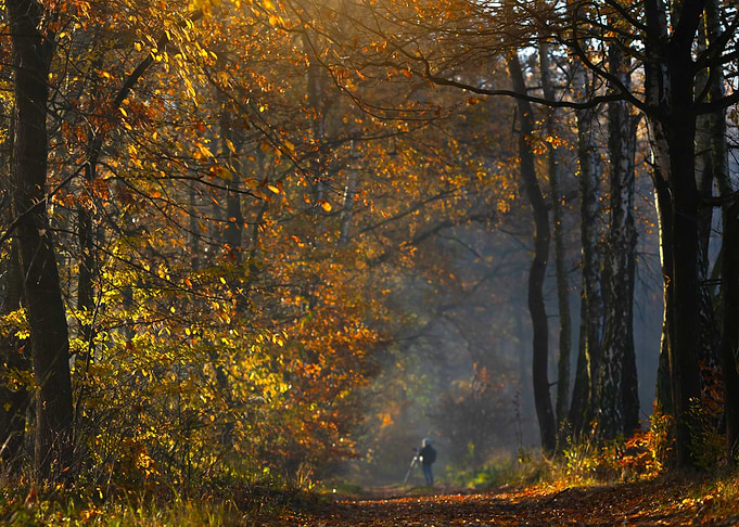 Autumn Forest Path with Photographer