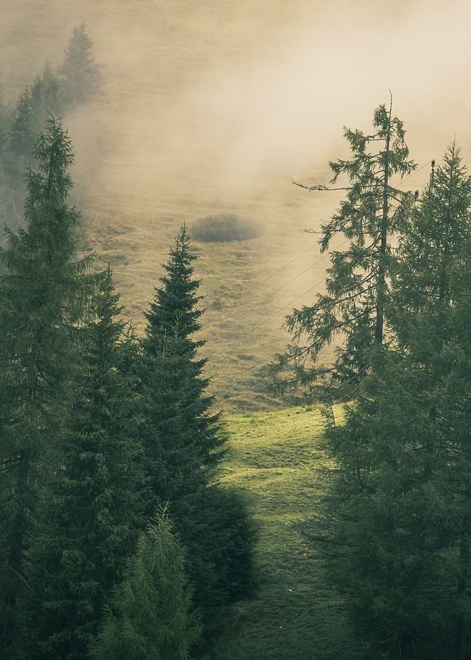 Misty Forest Landscape