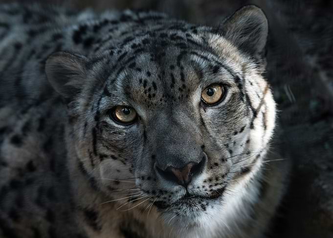 Snow Leopard Portrait