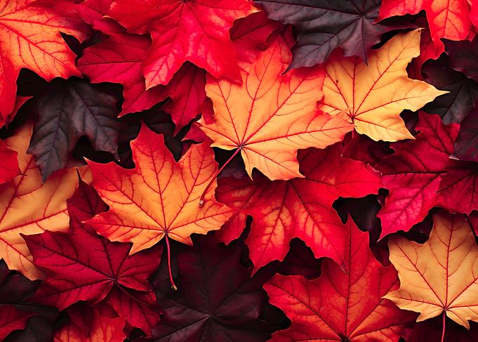 Autumn Maple Leaves