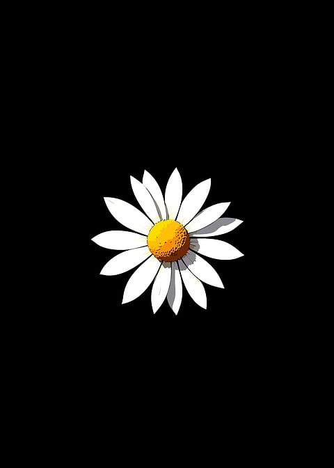 Daisy on Black Background
