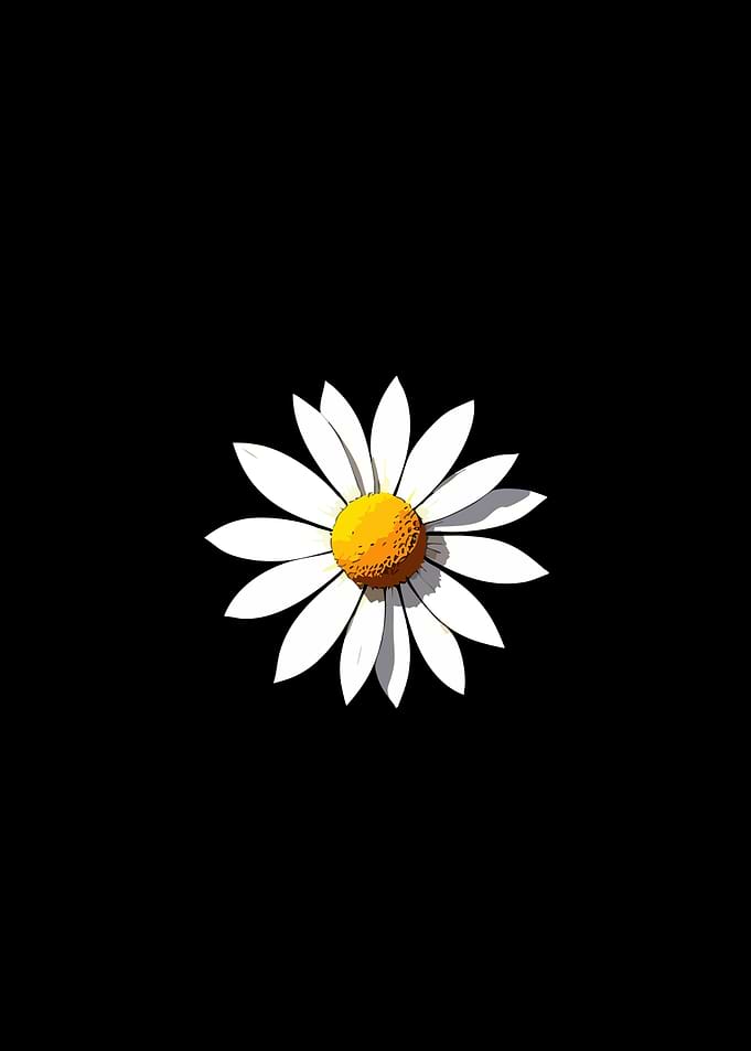 Daisy on Black Background