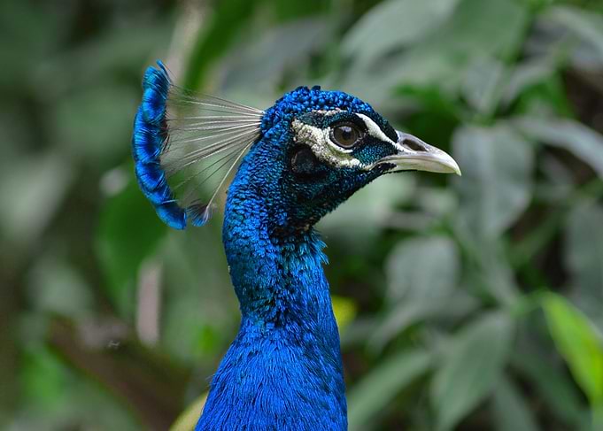 Peacock Portrait