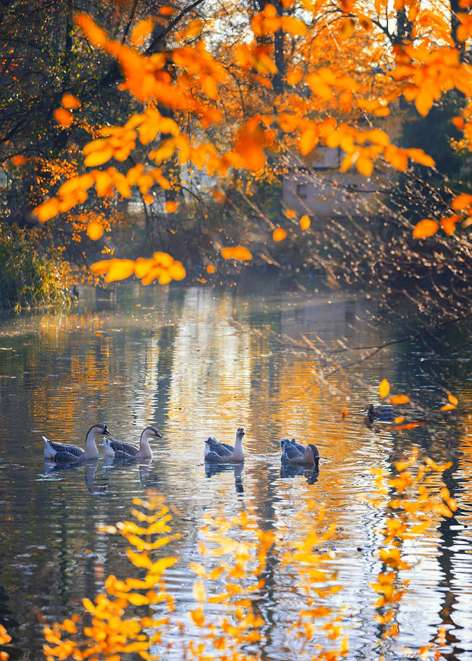 Autumn River with Geese, Poland