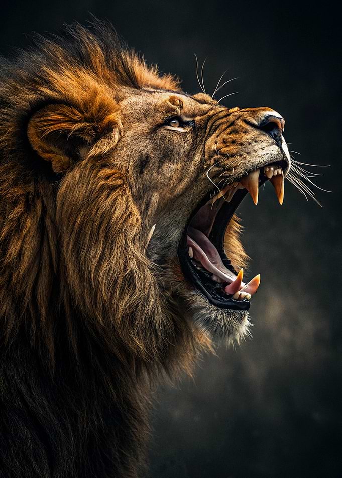 Roaring Lion Portrait