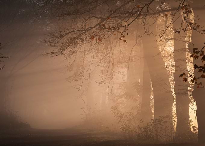 Misty Forest Landscape