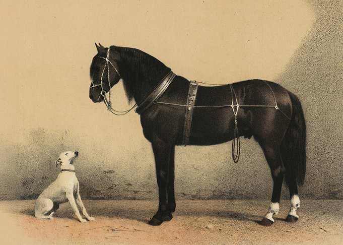 Orloff Horse