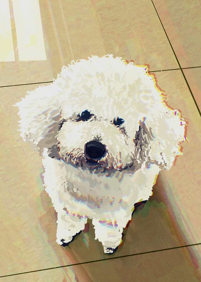 Cute White Dog Portrait