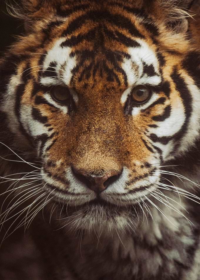 Tiger Face Close-Up