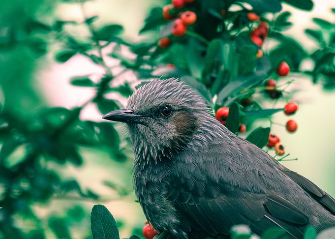 Brown Bird with Red Berries