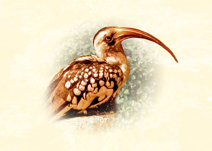 Hornbill bird portrait