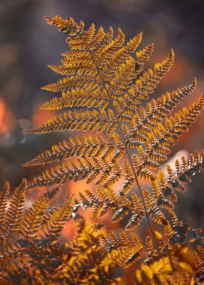 Golden Fern Leaf in Autumn Light