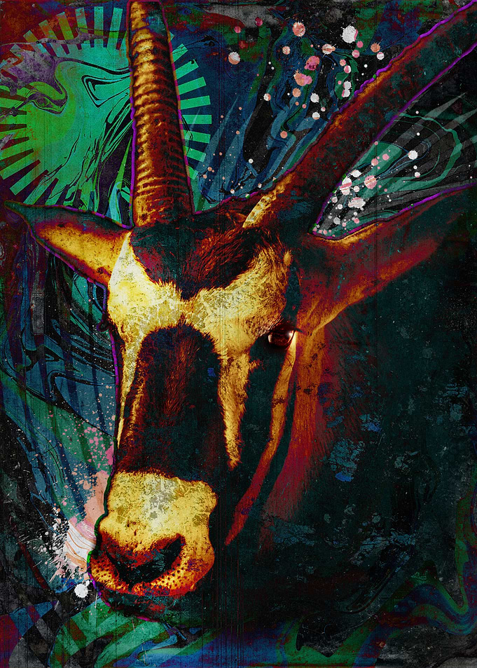 Abstract Oryx Portrait