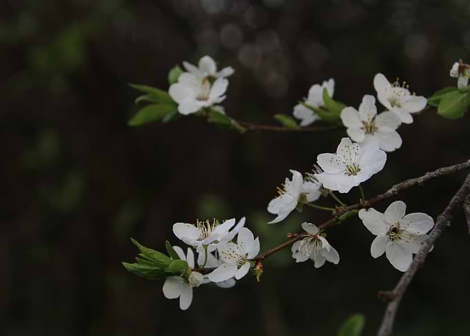 White Blossoms on a Branch