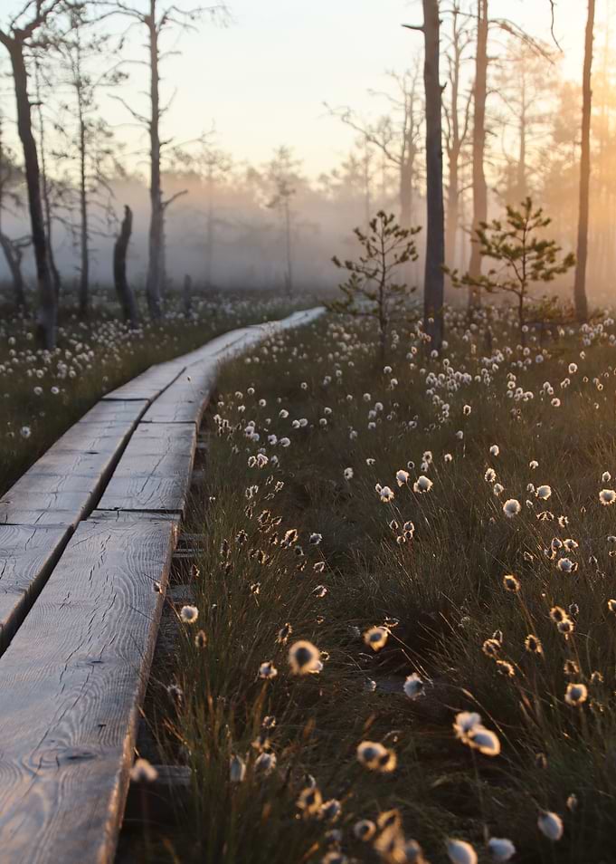 Wooden Path Through Misty Bog