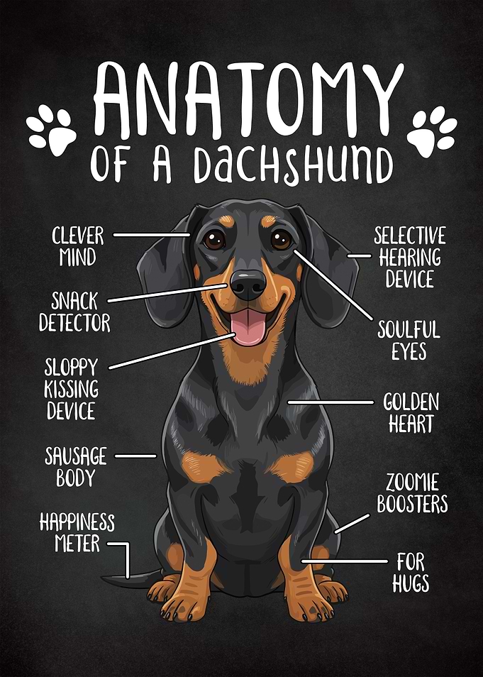 Anatomy of a Dachshund Funny