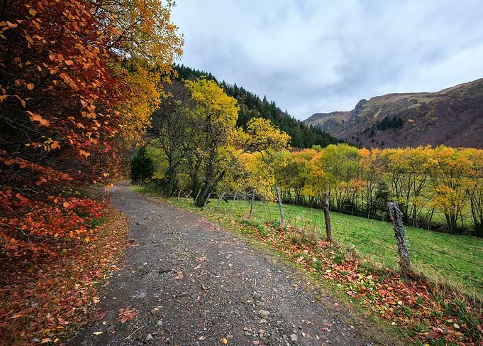 Autumn path through colorful forest landscape