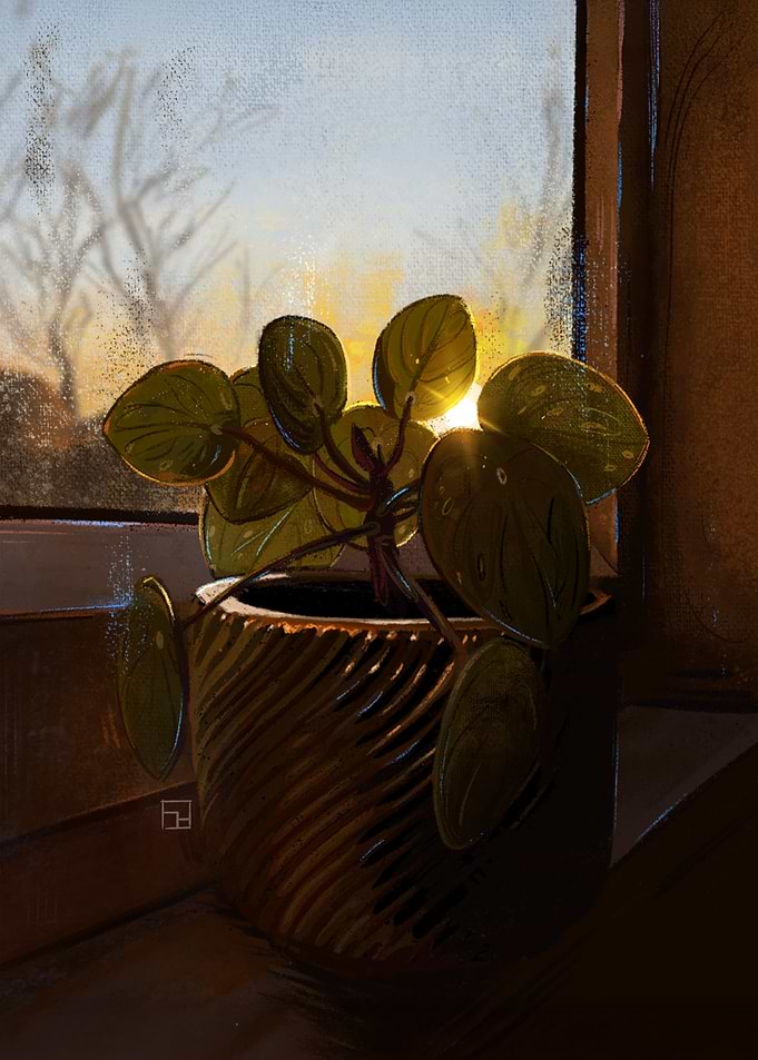 Golden Pilea