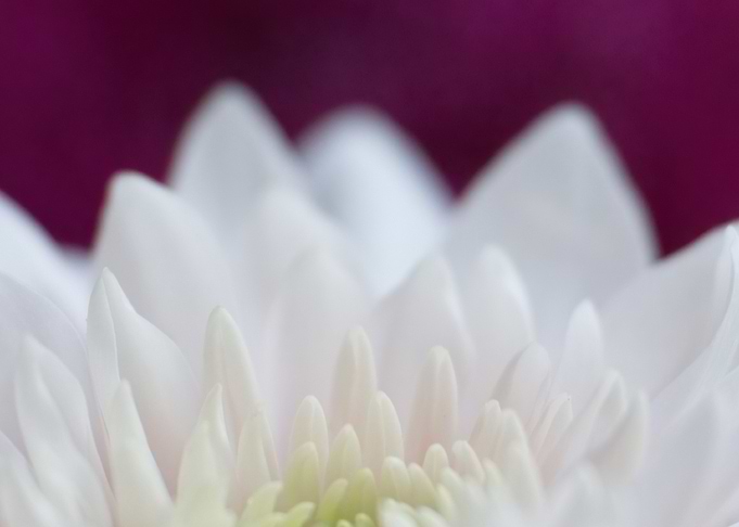 White Flower