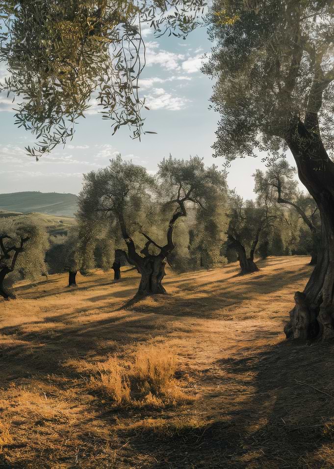 Olive Landscape