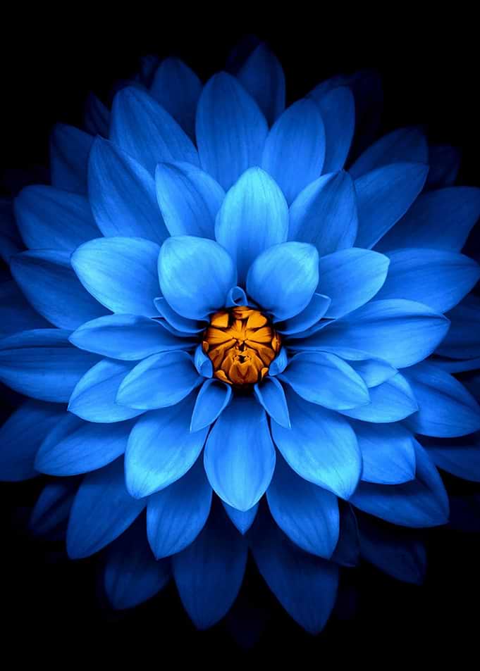 Blue Dahlia Flower Close-Up