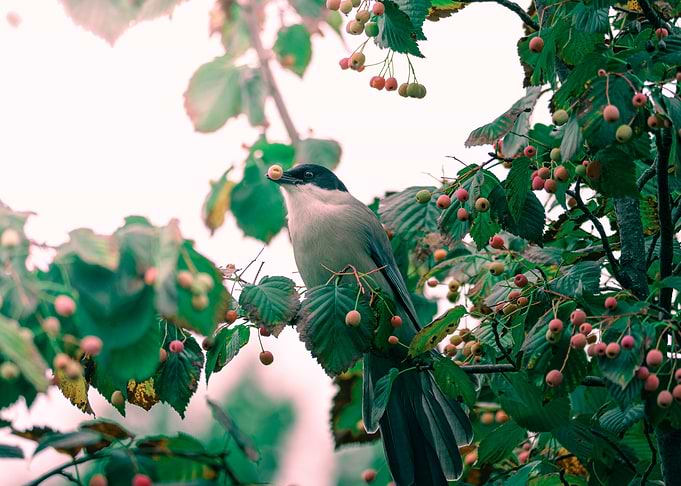 Bird eating berry on tree branch