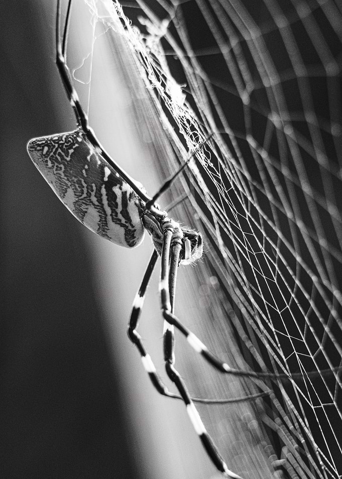 Spider in Web Black and White