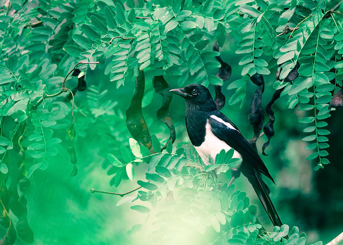 Magpie in Green Foliage