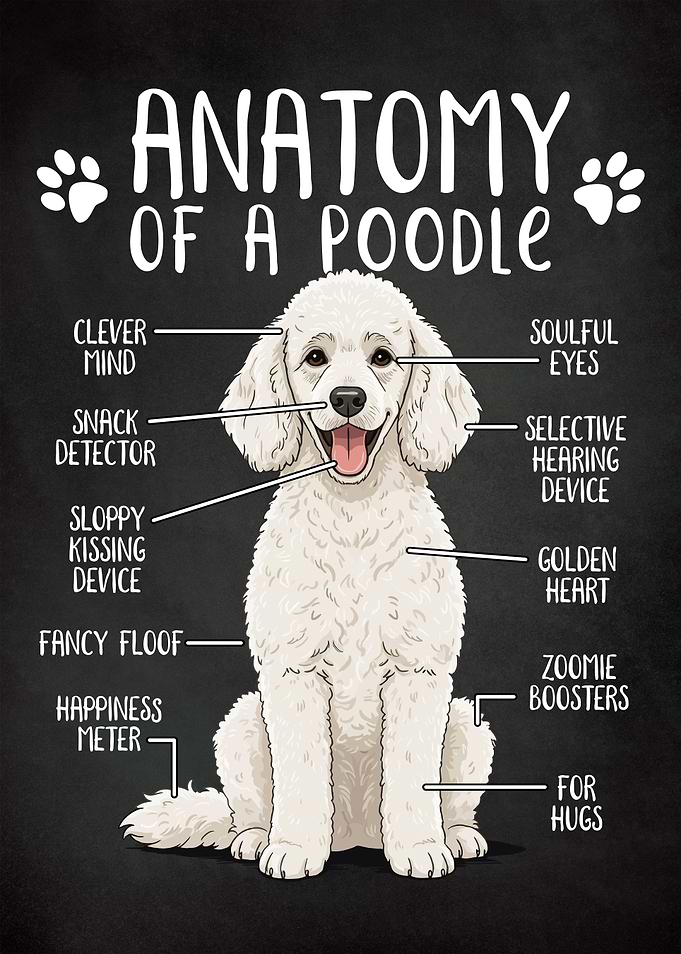 Funny Anatomy of a Poodle