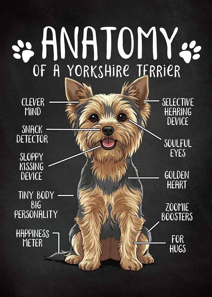 Yorkshire Terrier Anatomy Funny Dog Poster