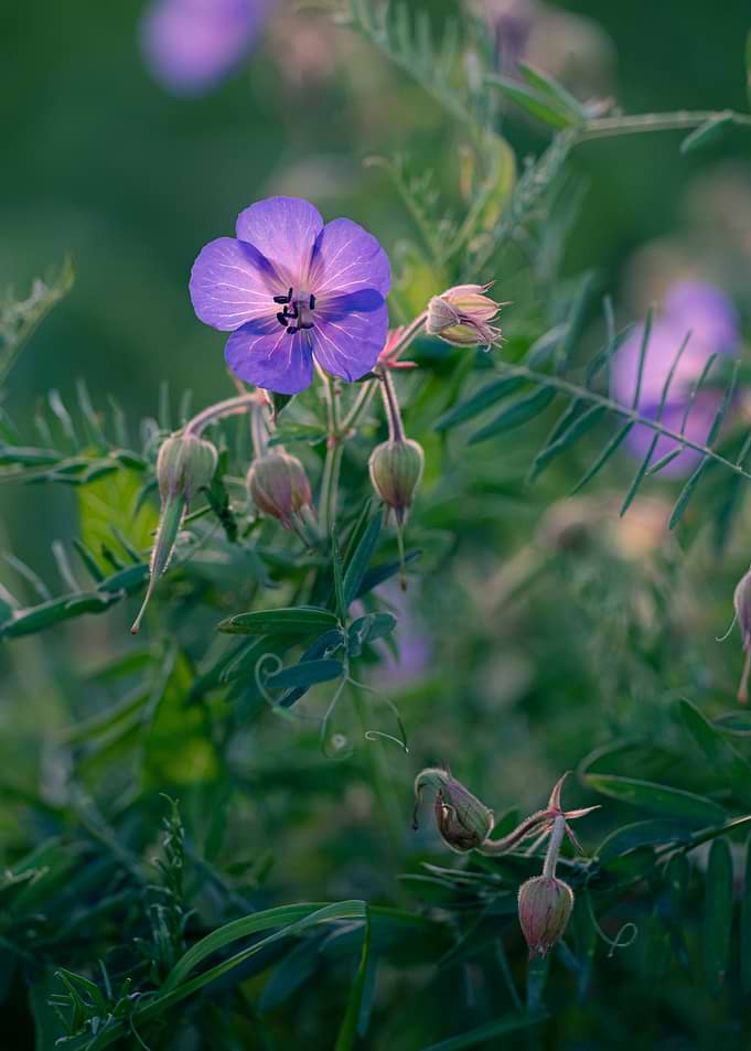 Purple Flower in Greenery