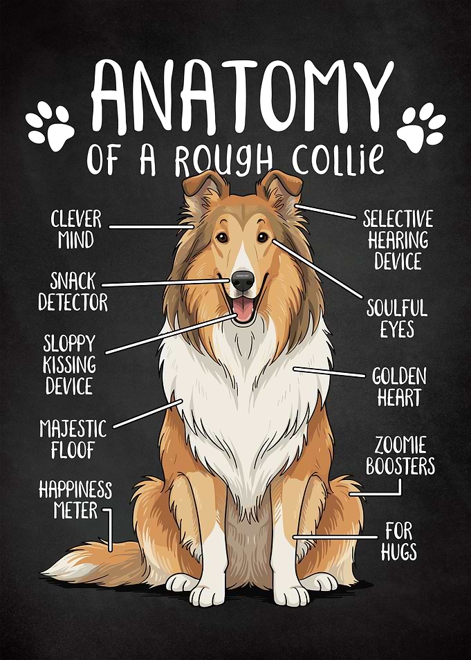 Anatomy of a Rough Collie Funny