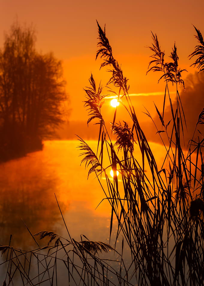 Golden Sunrise over Water with Reeds