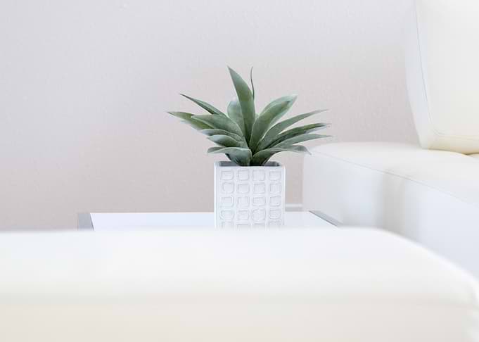 Plant in White Square Pot