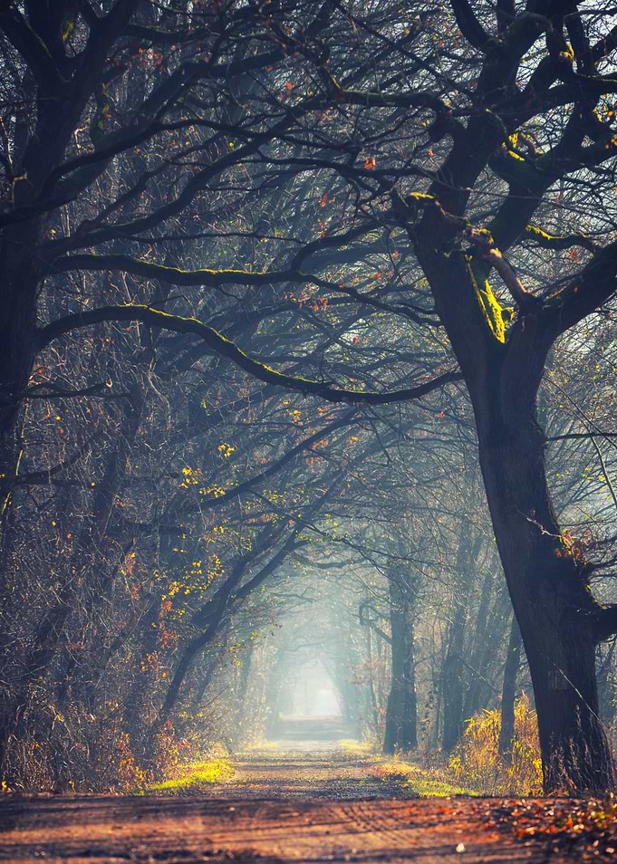 Misty Forest Path