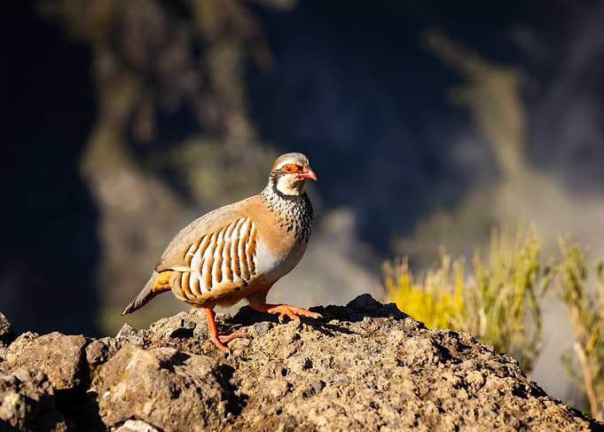 Red-legged Partridge on Rocky Terrain, Madeira