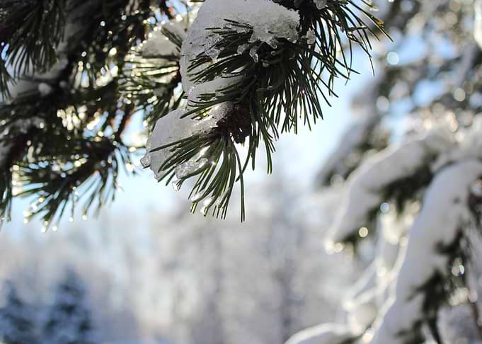 Snow-covered pine branch with pinecone