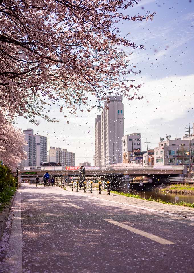 Urban Cherry Blossom Rain