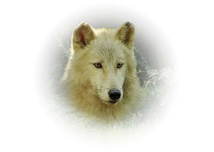 White Wolf Portrait