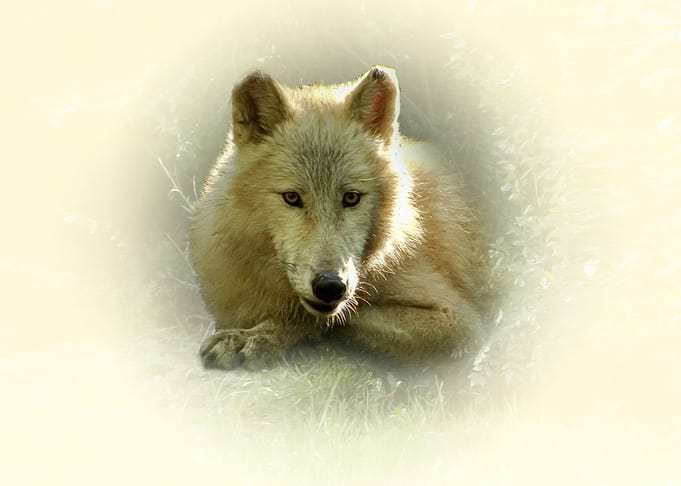 Resting Wolf Portrait
