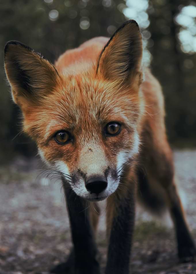 Close-up of a Red Fox